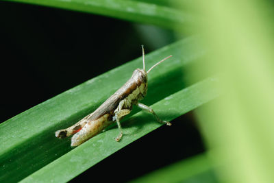 Close-up of insect on leaf