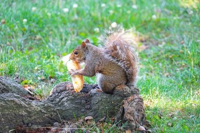 Squirrel on a field