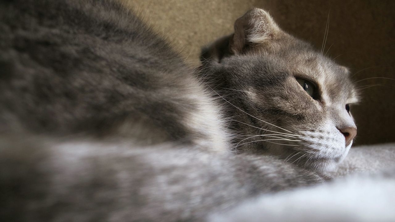 animal themes, one animal, domestic animals, pets, mammal, domestic cat, cat, feline, indoors, relaxation, whisker, resting, sleeping, lying down, close-up, animal head, selective focus, eyes closed, animal body part, zoology