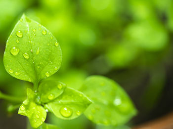 Close-up of raindrops on leaves