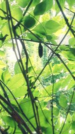 Close-up of fresh green tree