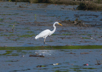 Side view of a bird in water