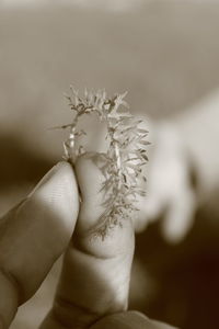 Close-up of cropped hand holding flower