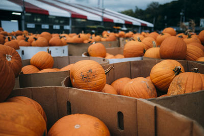View of pumpkins for sale at market stall