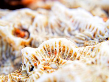 Close-up of mushrooms