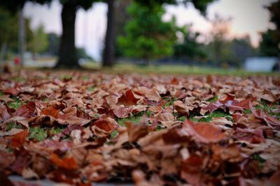 Close-up of fallen maple leaves