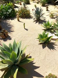 Potted plants on cactus