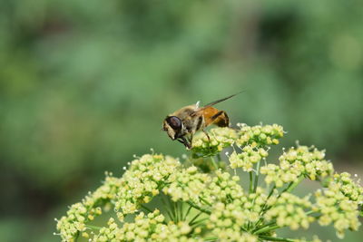 Insect on flower