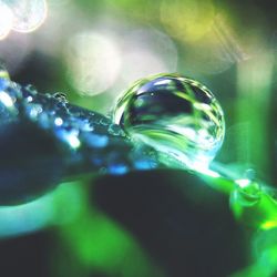 Close-up of water drops on leaf