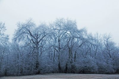 Bare trees in forest against sky during winter