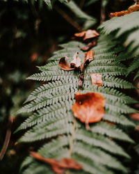 Close-up of leaves on plant