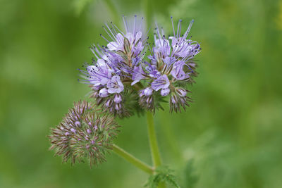 Close-up of purple flowering plant
