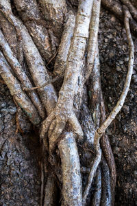 Full frame shot of tree trunk