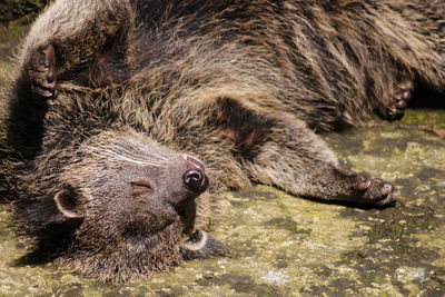 High angle view of bear cat sleeping on field