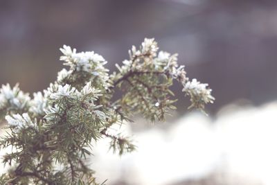 Close-up of snow on tree during winter