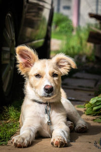 Close-up portrait of a dog looking away