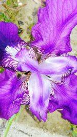 Close-up of pink flowers