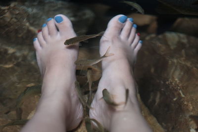 Low section of woman receiving fish pedicure