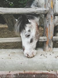 Close-up portrait of horse