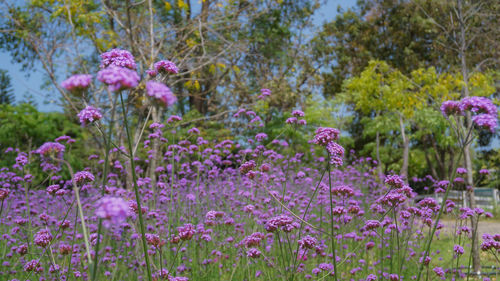 Close-up of pink flowering plants on field