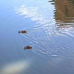 Close-up of duck swimming in lake