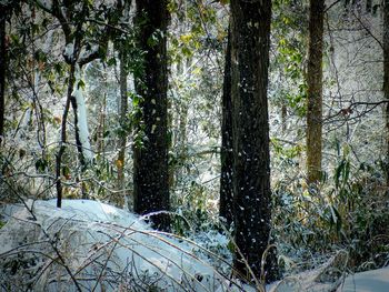 Trees in forest during winter