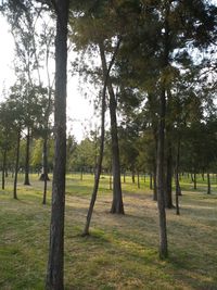 Trees on field