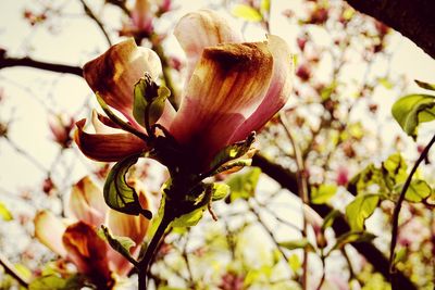 Close-up of flowers