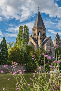 Flowering plants by building against sky