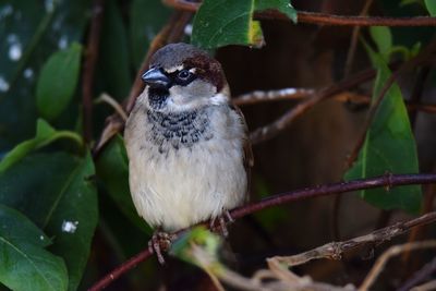 Close-up of bird perching on branch