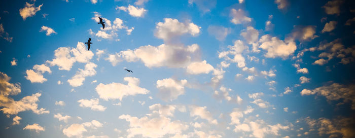 Low angle view of birds flying against sky