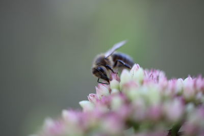 Close-up of insect on pink flower