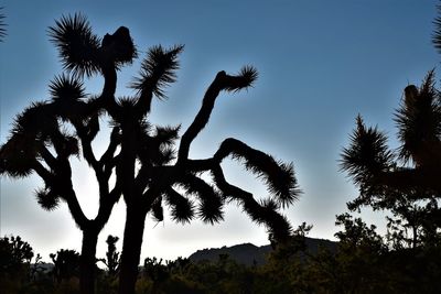 Low angle view of silhouette trees against sky