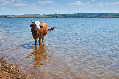 View of horse drinking water in lake