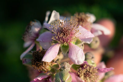 Close-up of flowering plant