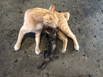 High angle view of tabby kitten