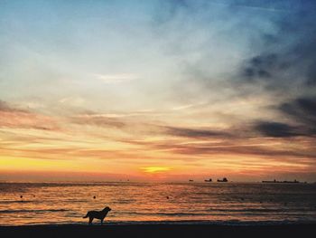 Silhouette man on beach against sky during sunset