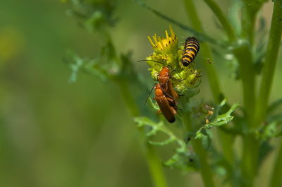 animal wildlife