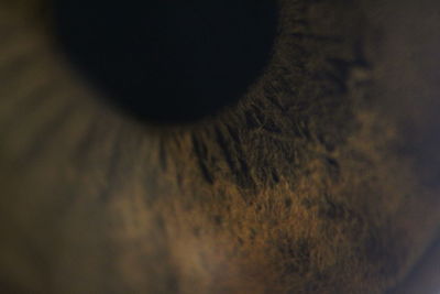 Close-up of animal eye