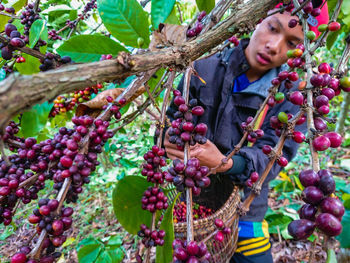 Woman holding fruits growing on tree