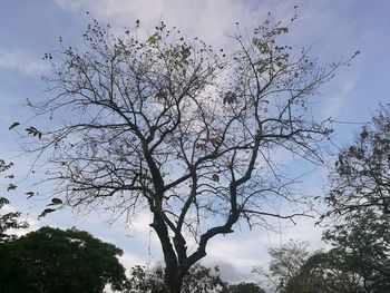 Low angle view of bird flying against sky