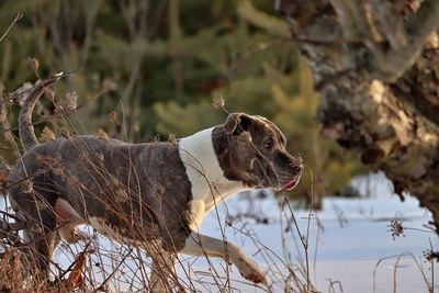 Side view of a dog looking away