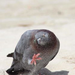 Close-up of bird on beach