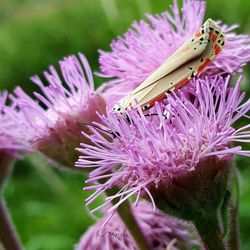 Close-up of insect on pink flower