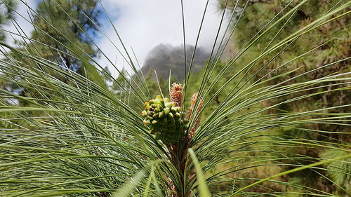 Close-up of pine tree