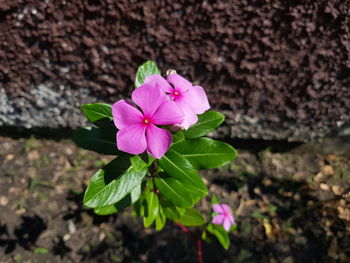 High angle view of pink flowering plant