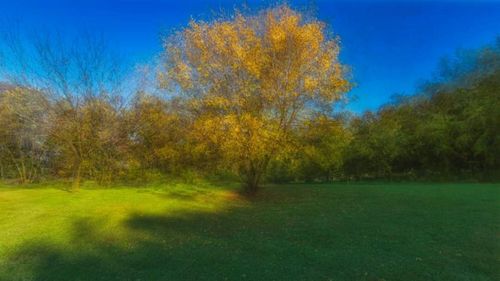 Scenic view of trees in forest against blue sky