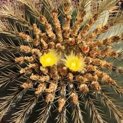 Close-up of yellow cactus plant