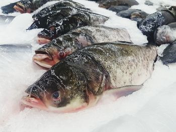 High angle view of fishes in ice