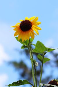 Close-up of sunflower against sky